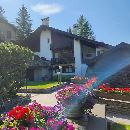 Charming Jonquille Cir 0080 * Courmayeur